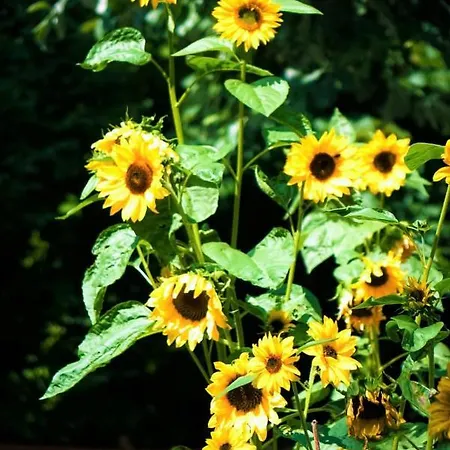 Apartment La Finestra Sul Monviso *